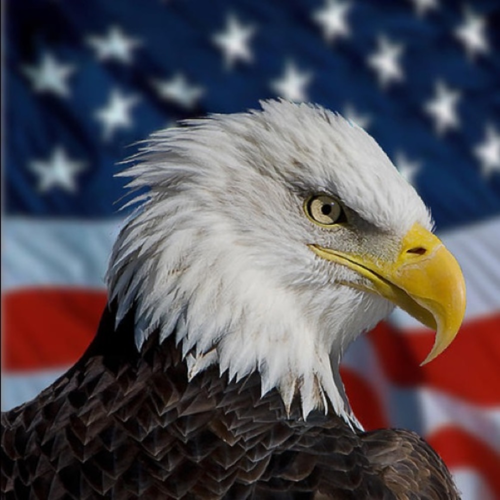 🇺🇸🇺🇸🇺🇸🇺🇸🇺🇸🇺🇸 - Picture 2 of 6